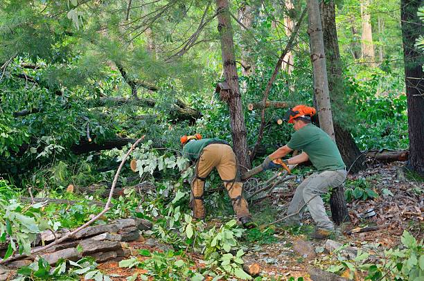 Lawn Renovation and Restoration in Georgetown, SC